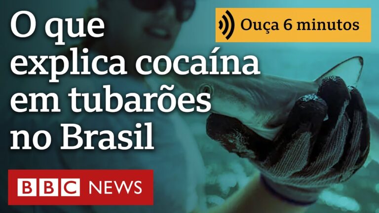 O que explica cocaína em tubarões no litoral do Brasil?