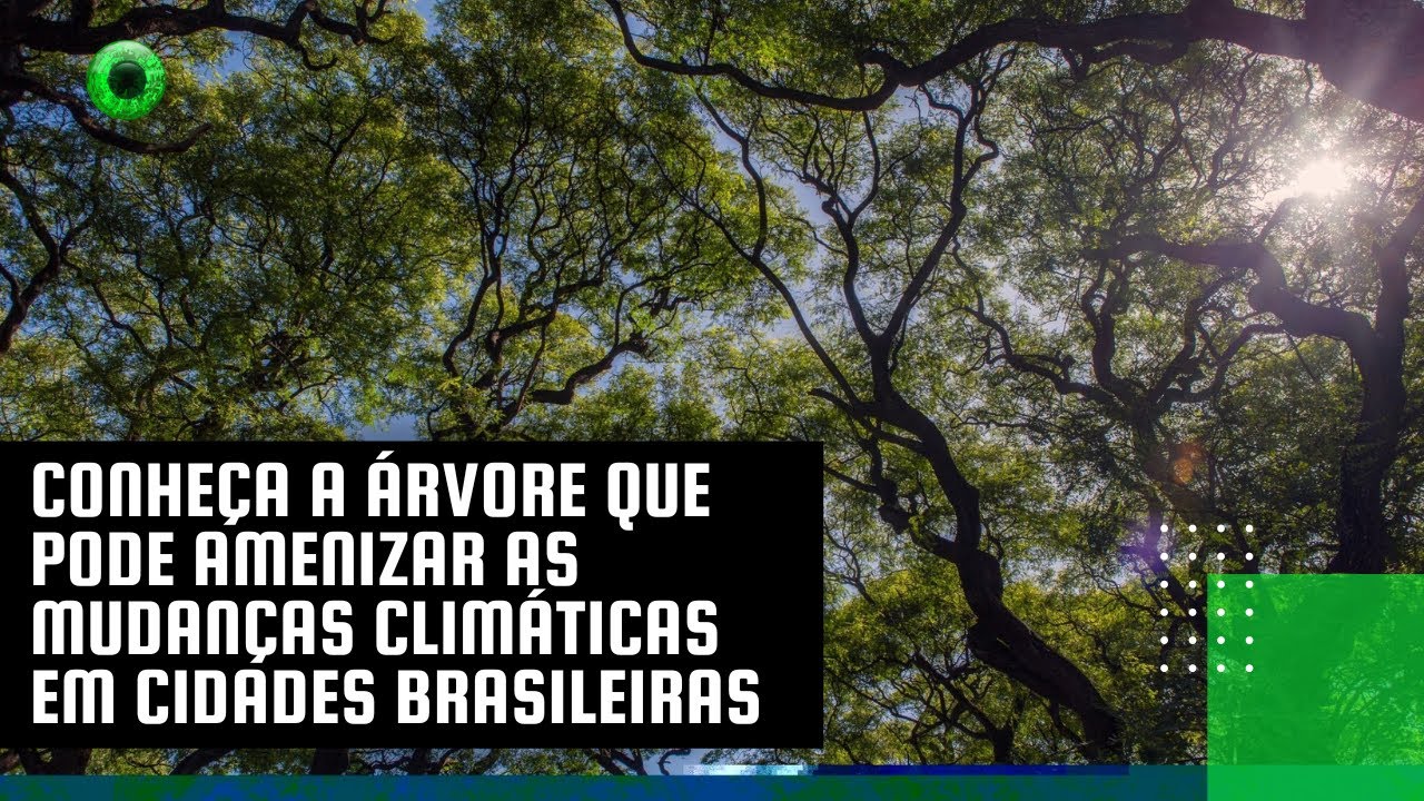 Conheça a árvore que pode amenizar as mudanças climáticas em cidades brasileiras