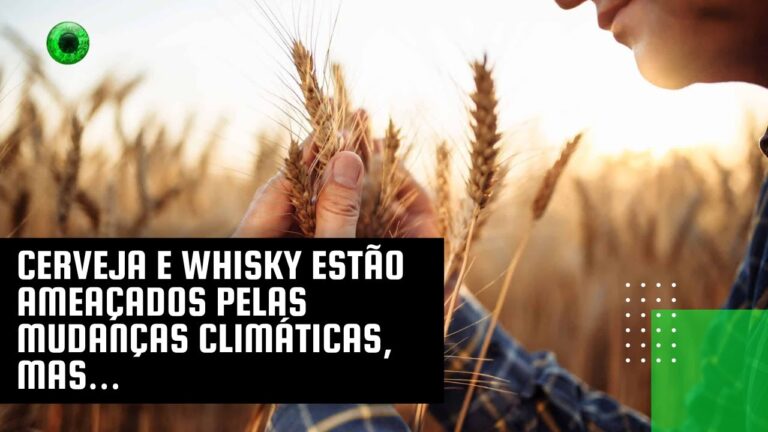 Cerveja e whisky estão ameaçados pelas mudanças climáticas, mas…