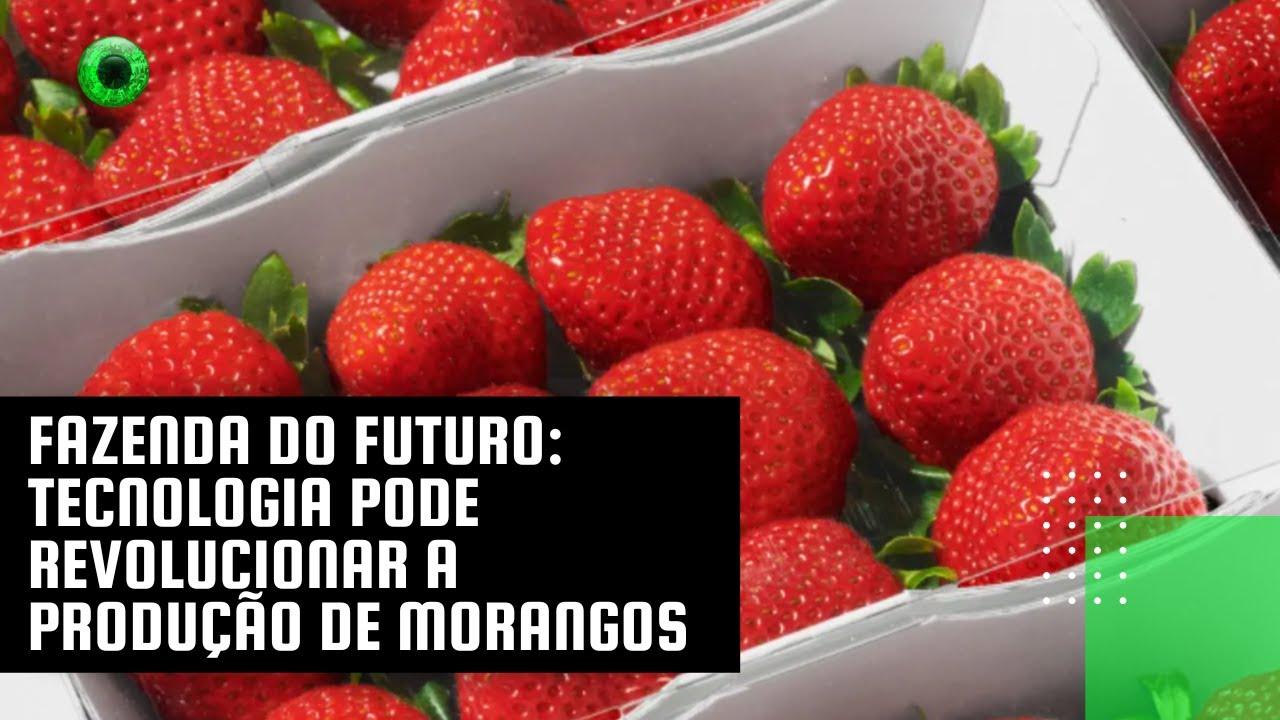 Fazenda do futuro: tecnologia pode revolucionar a produção de morangos