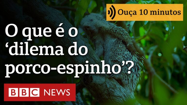 O que é dilema do porco-espinho, parábola de Schopenhauer sobre complexidade das relações humanas