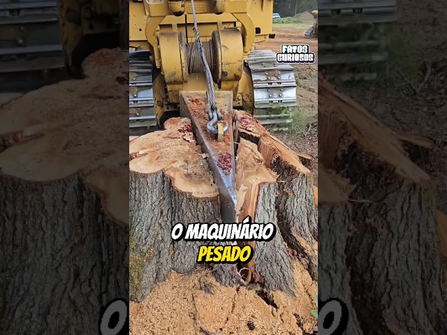 REMOVER O TRONCO DE UMA ARVORE É MAIS DIFÍCIL DO QUE PARECE