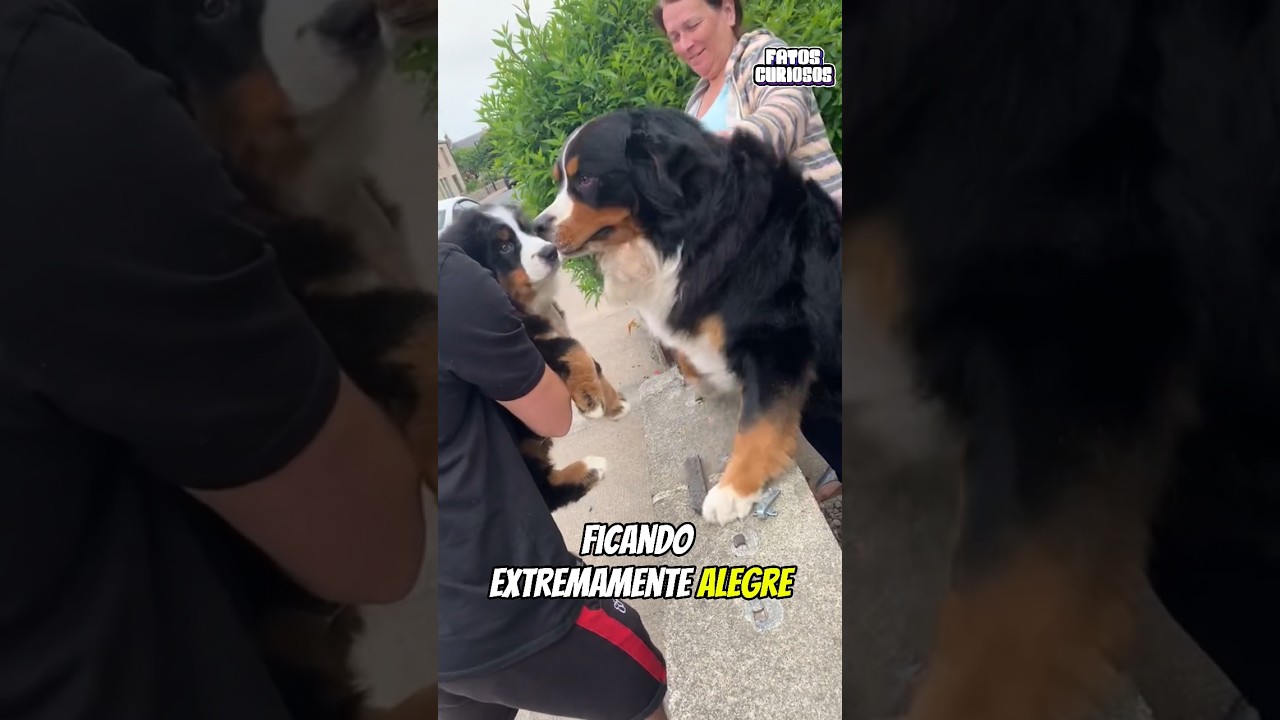 ESSE CACHORRO NÃO CONSEGUIU CONTER SUA FELICIDADE APÓS A SURPESA DO SEU DONO