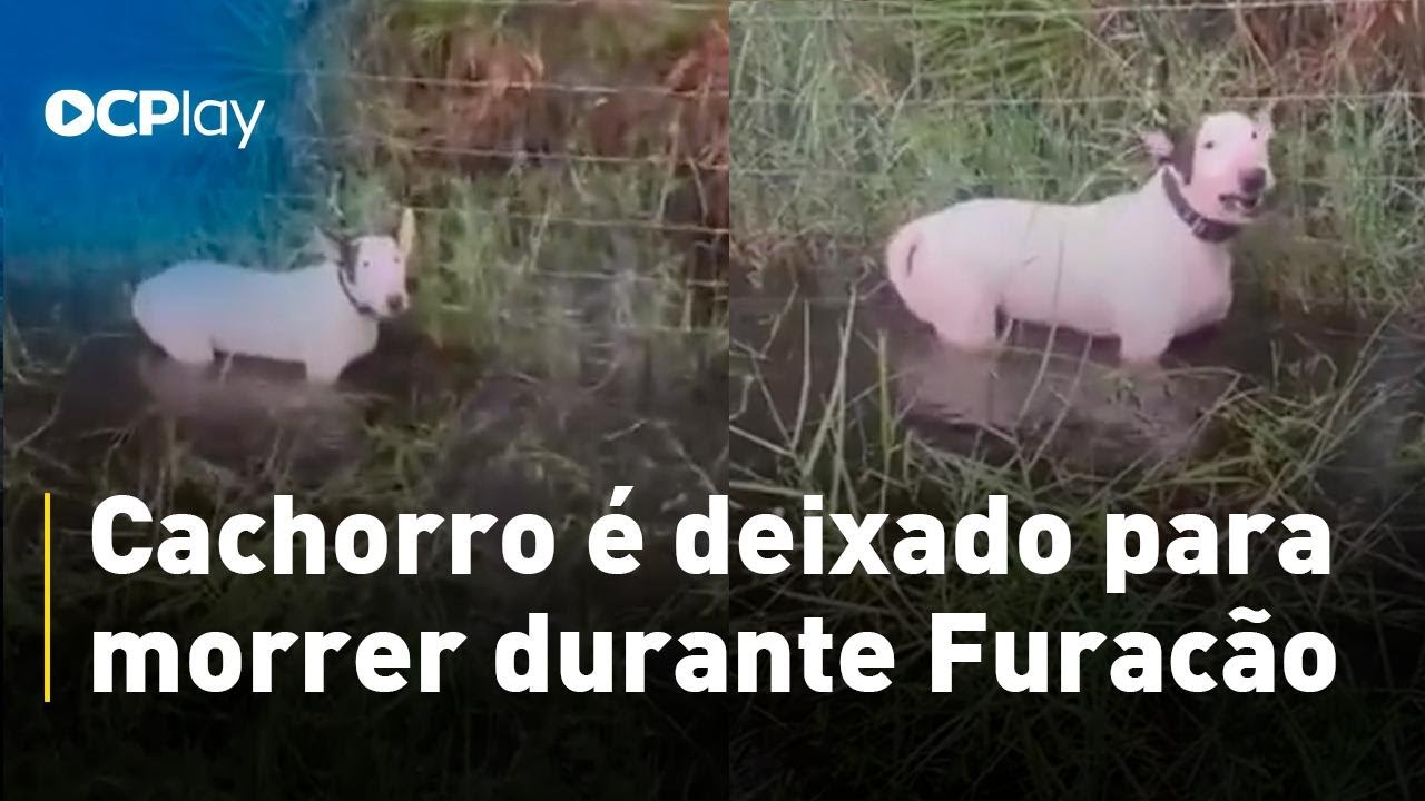 Cachorro é deixado para morrer durante Furacão Milton