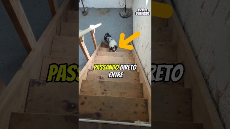 ESSE CACHORRINHO APRENDEU A SUBIR AS ESCADAS PELA PRIMEIRA VEZ