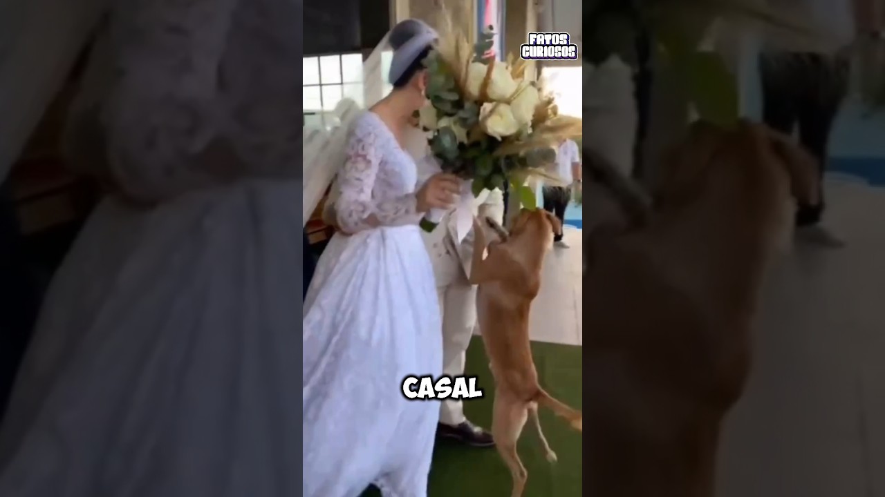 ESSE CACHORRINHO VIRA-LATA ROUBOU A ATENÇÃO DE TODOS NESSE CASAMENTO