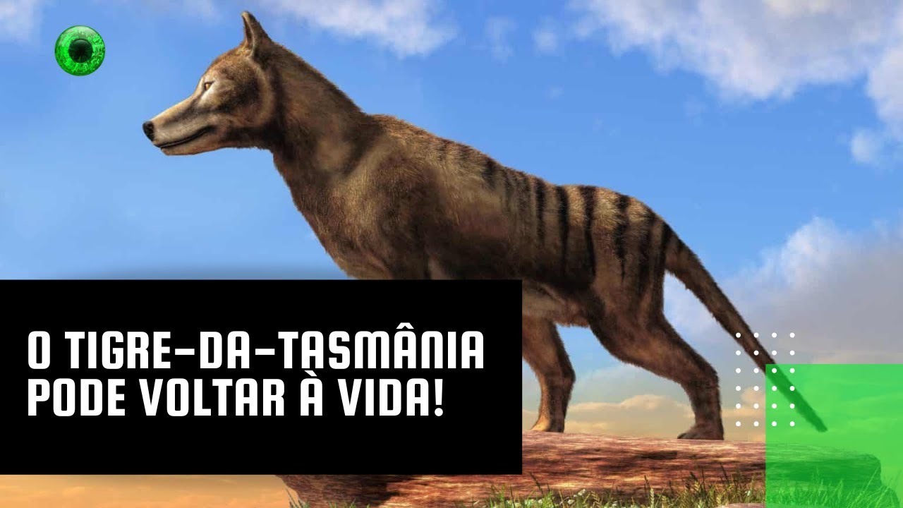 O Tigre-da-tasmânia pode voltar à vida!