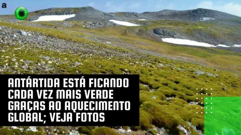 Antártida está ficando cada vez mais verde graças ao aquecimento global; veja fotos