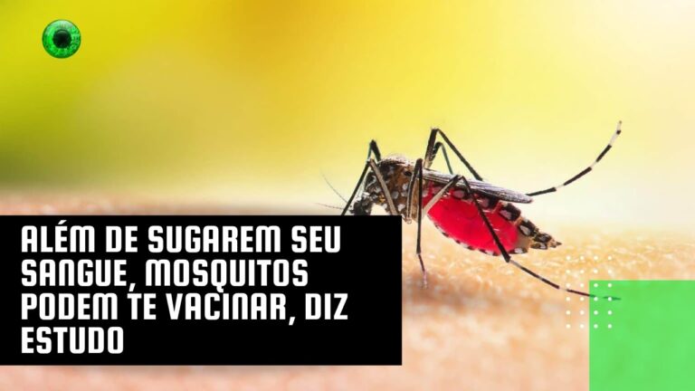 Além de sugarem seu sangue, mosquitos podem te vacinar, diz estudo