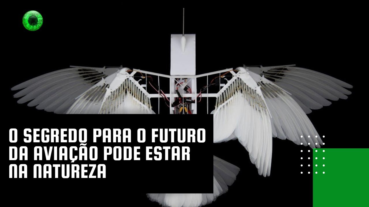 O segredo para o futuro da aviação pode estar na natureza