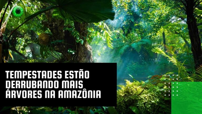 Tempestades estão derrubando mais árvores na Amazônia