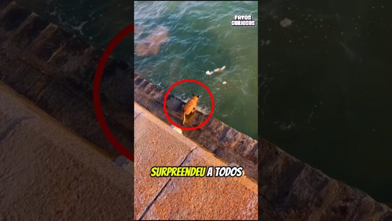 ESSE CACHORRO DEIXOU A TODOS OS TURISTAS ENVERGONHADOS COM SUA NOBRE ATITUDE.