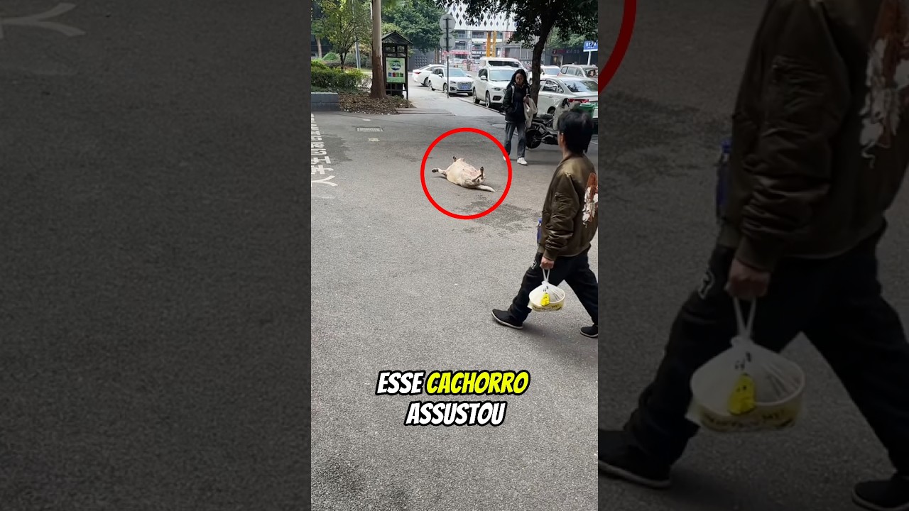 ESSE CACHORRO ASSUSTOU A TODOS QUE PASSAVAM POR ESSA RUA