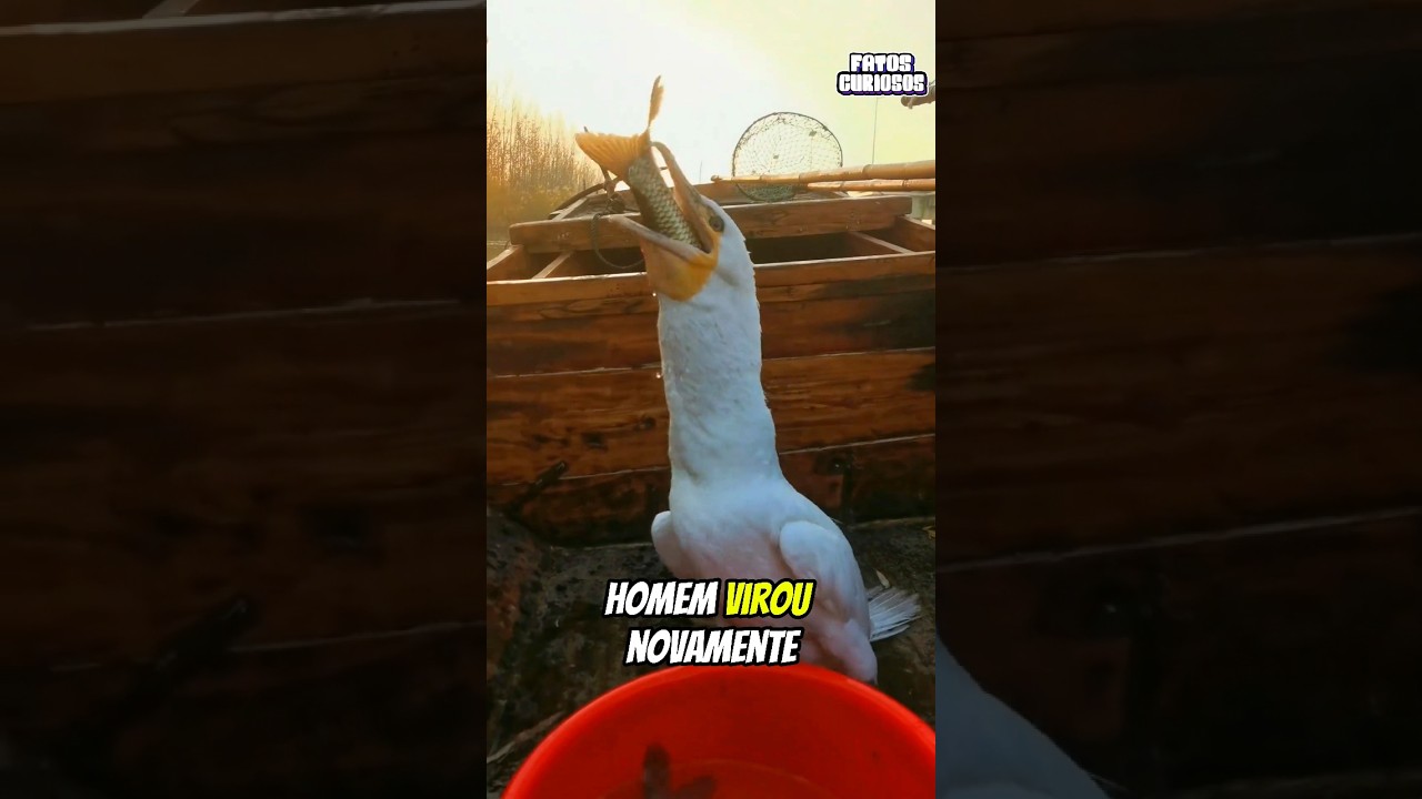 ESSE É O PÁSSARO MAIS ESPERTO DO MUNDO