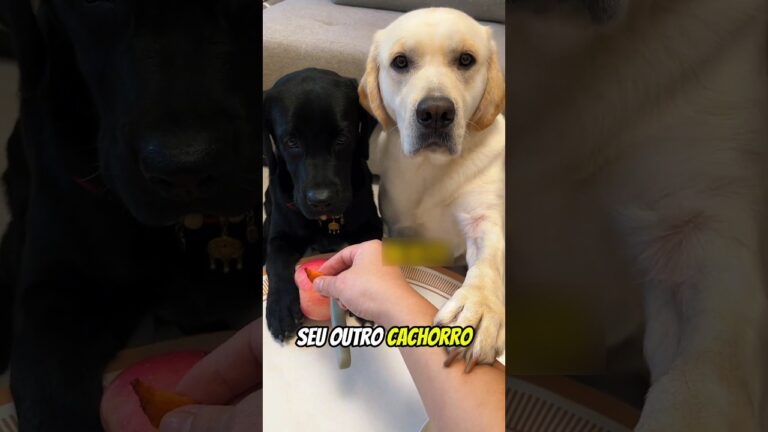 ESSE GAROTO ACABOU PERDENDO A CONFIANÇA DE SEU CACHORRO