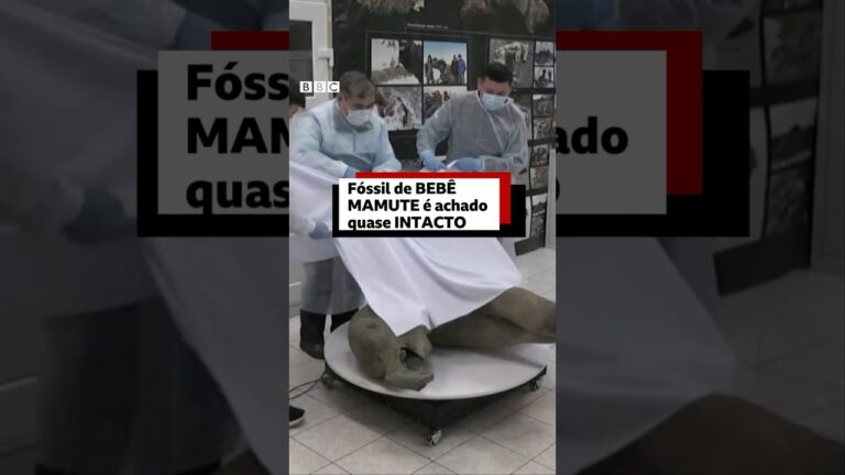 Descoberta importante: fóssil de bebê mamute é achado em ótimas condiçōes na Sibéria #bbcnewsbrasil