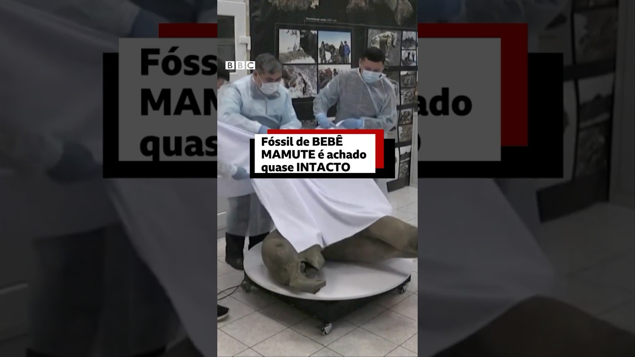 Descoberta importante: fóssil de bebê mamute é achado em ótimas condiçōes na Sibéria #bbcnewsbrasil