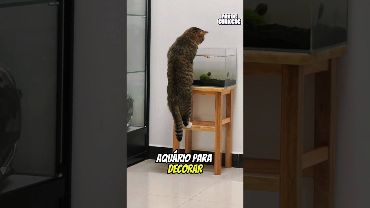 ELE NÃO ESPERAVA QUE SEU GATINHO FOSSE FAZER ISSO AO COMPRAR ESSE AQUÁRIO