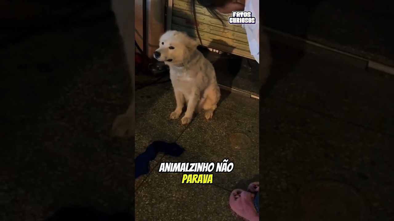 CACHORRINHO ABANDONADO NÃO PARAVA DE CHORAR