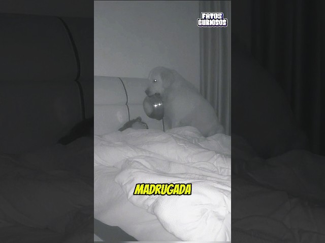 ESSE CACHORRO ACABOU DANDO UM BAITA SUSTO NO SEU DONO DURANTE A MADRUGADA