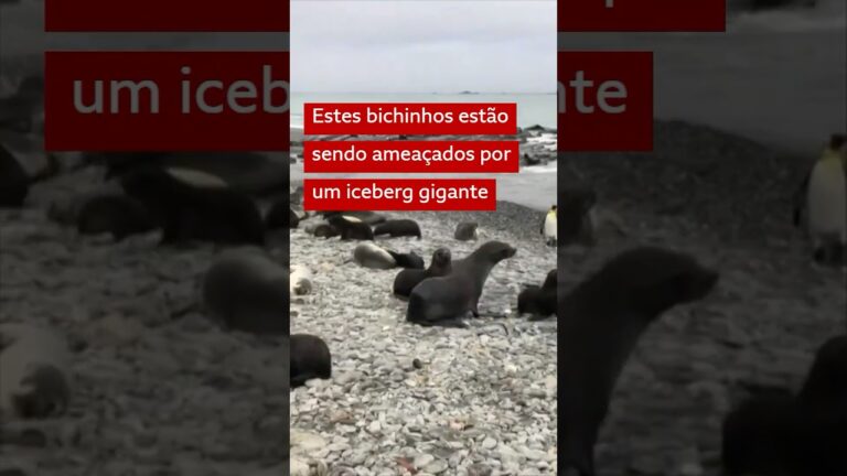 Iceberg “desgovernado” ameaça animais na Antártida #bbcnewsbrasil