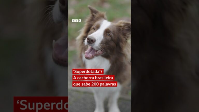 A border collie brasileira que sabe 200 palavras e virou estrela de pesquisa #bbcnewsbrasil