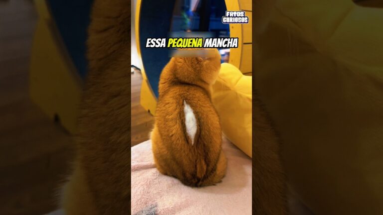 ISSO NÃO É UM URSINHO DE PELÚCIA RASGADO