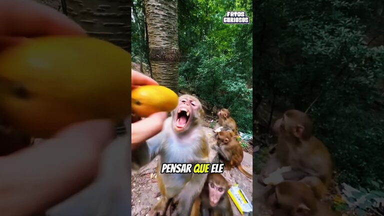NUNCA TENTE ENGANAR UM MACACO