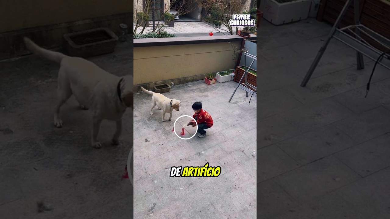 O NOBRE GESTO DESSE CACHORRINHO SALVOU O DIA