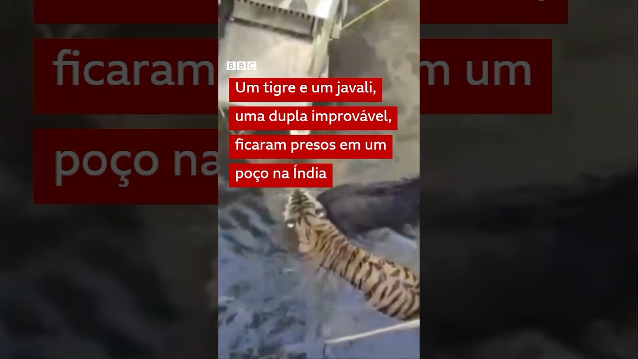 Roteiro de filme da Disney? Tigre e javali são resgatados juntos na Índia #bbcnewsbrasil