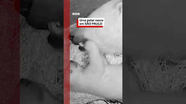 Acontecimento raro: 🐻‍❄️🇧🇷 bebê ursa polar nasce em aquário no Brasil #bbcnewsbrasil