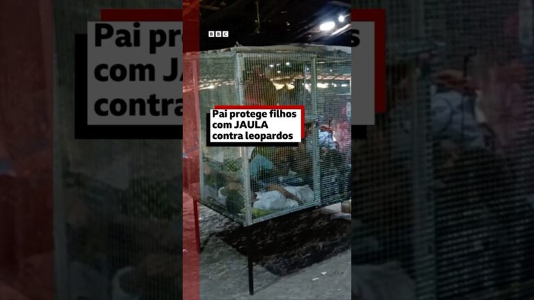 Índia: pai usa jaula para proteger filhos de leopardos e leões enquanto trabalha #bbcnewsbrasil