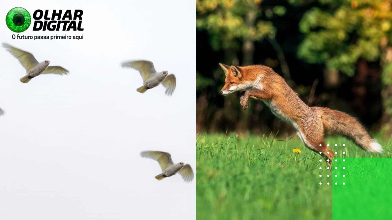 Animais (e humanos) parecem sentir campo magnético da Terra