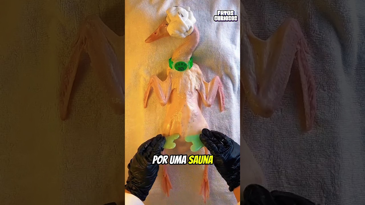 ESSE PATINHO FOI TRATADO COMO UM REI NESSE SPA E O MOTIVO VAI TE SURPREENDER