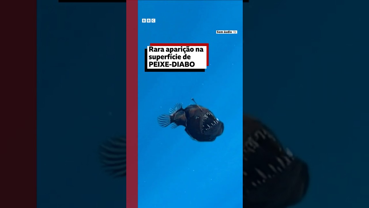 Peixe-diabo 🐟 😈 faz aparição raríssima #bbcnewsbrasil