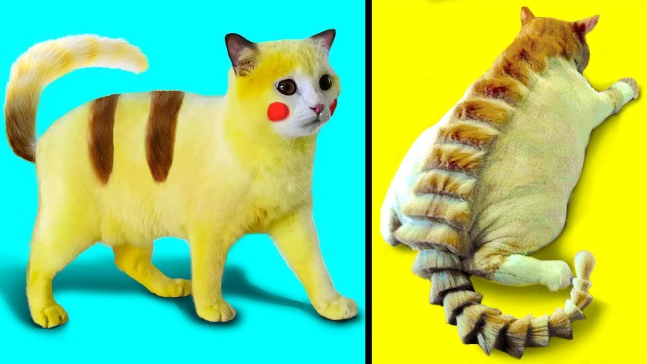Gatos Anormalmente Estranhos Que Realmente Existem