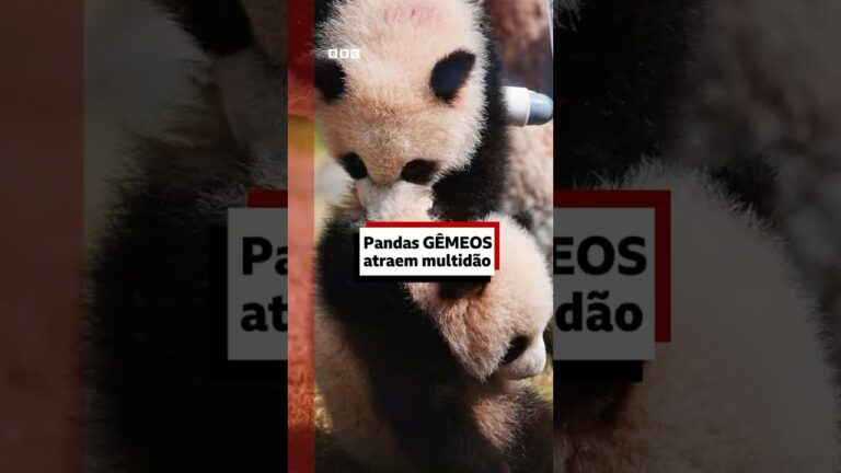 Pandas gêmeos: multidão faz fila para ver estreia de filhotes em Hong Kong #bbcnewsbrasil