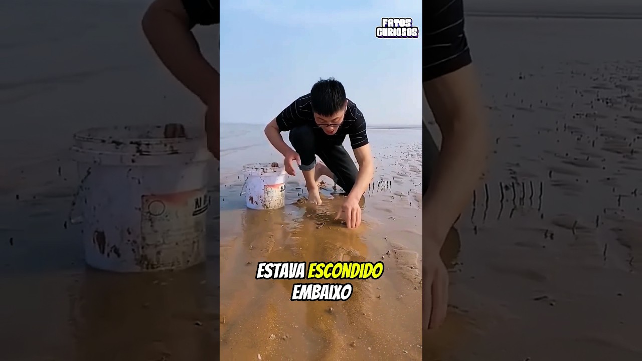UMA LAGOSTA VALIOSA ESTAVA ESCONDIDA EM BAIXO DA AREIA DA PRAIA