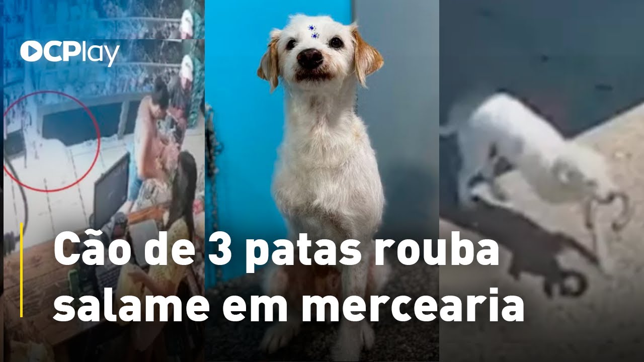 Cão de 3 patas rouba salame em mercearia