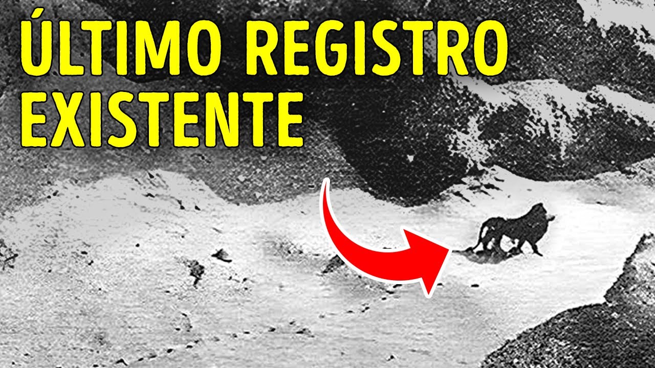 Espécies extintas e outros fatos surpreendentes sobre animais
