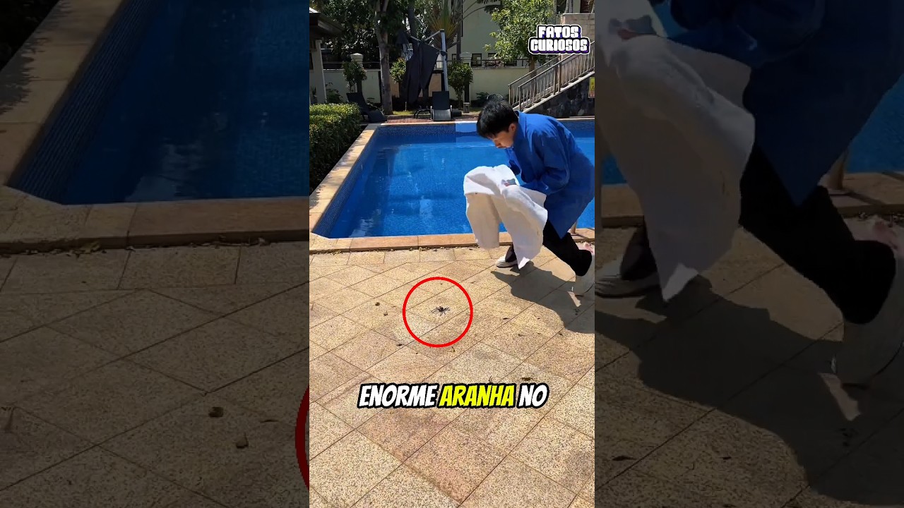 ESSA ARANHA É MAIS ESPERTA DO QUE ELES IMAGINAVAM
