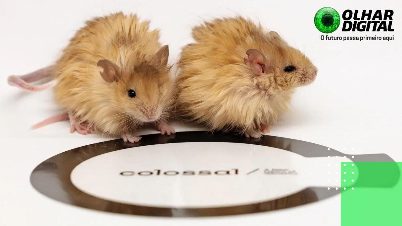 Esses ratinhos são um importante passo para a volta dos mamutes!