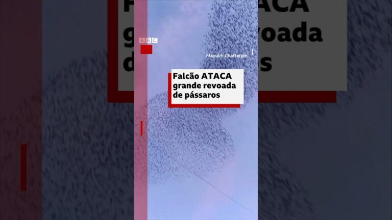 Predador em ação: falcão investe contra revoada de pássaros no Reino Unido #bbcnewsbrasil