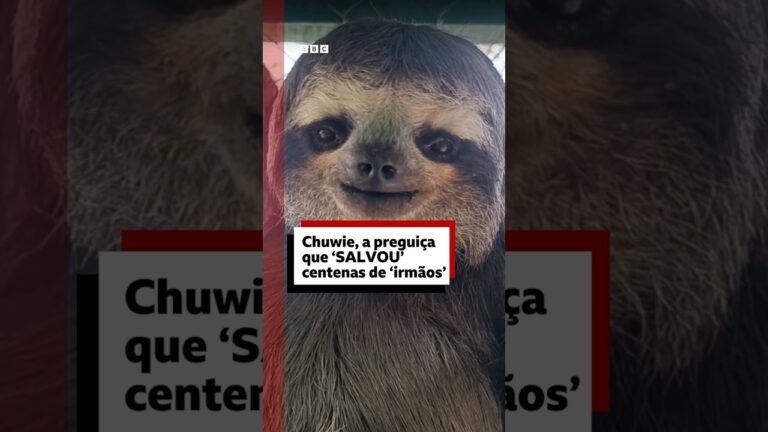 Chuwie: conheça o bicho-preguiça que inspirou o resgate de centenas da espécie #bbcnewsbrasil