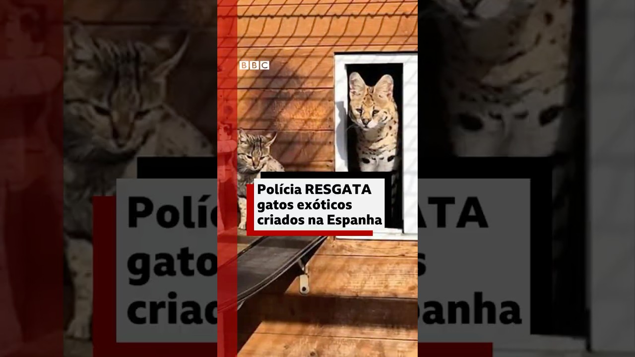 Gatos exóticos vendidos ilegalmente são resgatados na Espanha #bbcnewsbrasil