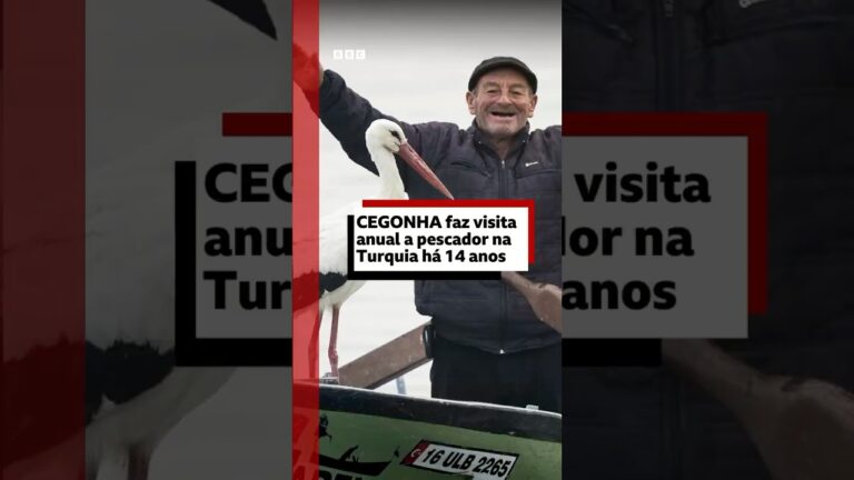 Visita especial 🫶🪽cegonha e pescador celebram ‘amizade’ de 14 anos #bbcnewsbrasil
