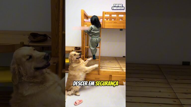 CACHORRINHO PROTETOR GARANTE QUE SUA DONA ESTEJA SEMPRE EM SEGURANÇA