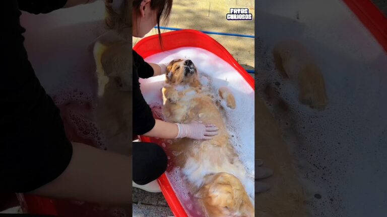 CACHORRINHO SURPREENDE A TODOS AO NÃO QUERER SAIR DA BANHEIRA