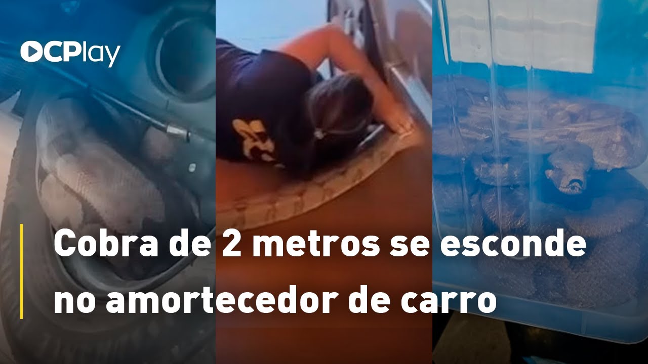 Cobra de 2 metros se esconde no amortecedor de carro