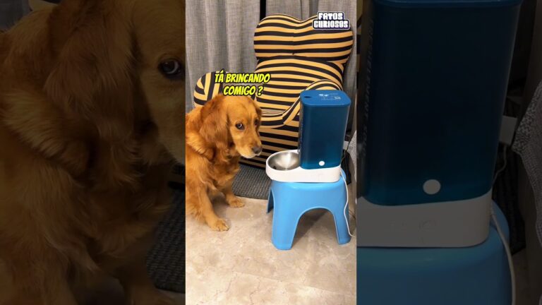 ESSE CACHORRO NÃO GOSTOU MUITO DO SEU POTE DE RAÇÃO AUTOMÁTICO